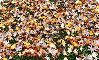 Image de feuilles mortes sur un terrain
